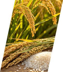 Procesamiento de arroz
